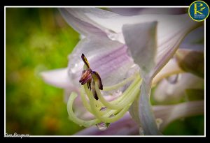 Nos fleurs