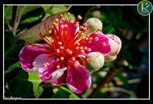 Nos fleurs