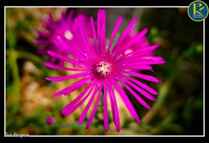 Nos fleurs