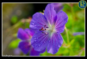 Nos fleurs