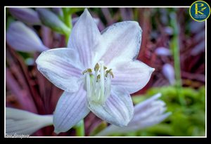 Nos fleurs